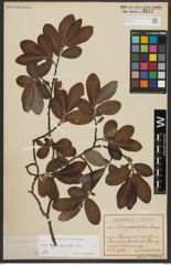 Foto von Salix appendiculata Vill.